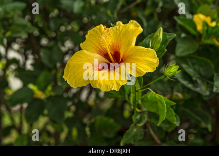 Schöne Hibiskusblüten blühen auf der Insel Maui. Stockfoto