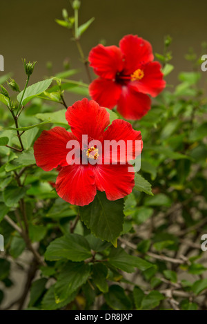 Schöne Hibiskusblüten blühen auf der Insel Maui. Stockfoto