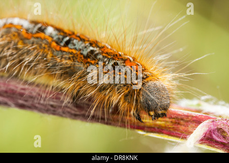 Behaarte orange Larve kriecht auf Anlage Stockfoto