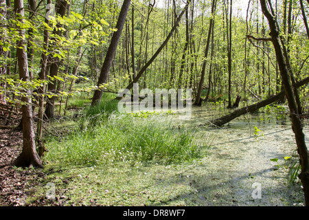 Auwälder Anliegerstaaten Baum Bruch Wälder Stockfoto