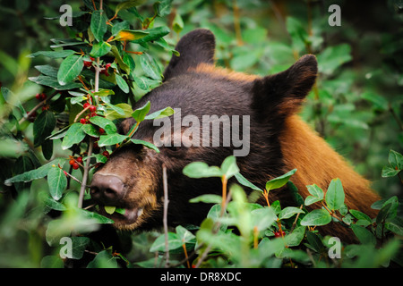 Zimt gefärbt Schwarzbären ernähren sich von Beeren, Kananaskis Country Alberta Kanada Stockfoto