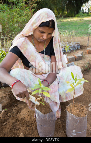 Eine Frau, die Anpflanzung von Bäumen auf der Muni Seva Ashram in Bilgoraj, in der Nähe von Vadodara, Indien Stockfoto