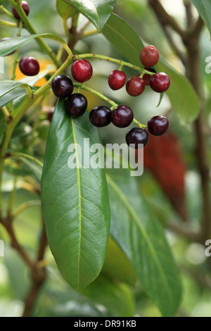 Kirschlorbeer Baum, Beeren und Blätter, detail Stockfoto