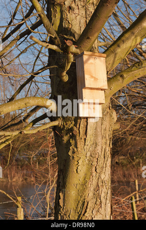 Nistkasten Sie für britische Fledermäuse eine geschützte Tierart in eine gute Flugbahn und in der Nähe von Seen reich an Insekten mit landing Pad Abschnitte Stockfoto