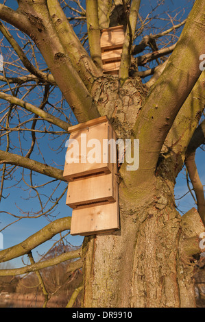 Nistkasten Sie für britische Fledermäuse eine geschützte Tierart in eine gute Flugbahn und in der Nähe von Seen reich an Insekten mit landing Pad Abschnitte Stockfoto