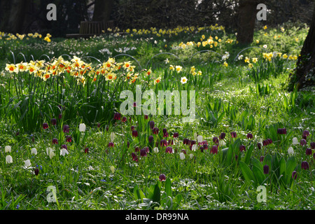 Trinity College im Frühling mit Narzissen und Tulpen Stockfoto