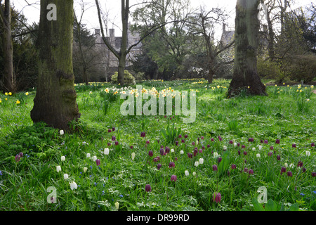 Trinity College im Frühling mit Narzissen und Tulpen Stockfoto