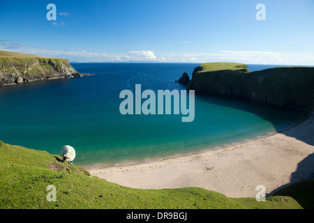 Schafe weiden oberhalb der Sandbucht von Traban, Malin Beg, County Donegal, Irland. Stockfoto