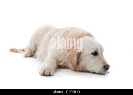 Golden Retriever Welpe isoliert auf weißem Hintergrund Stockfoto