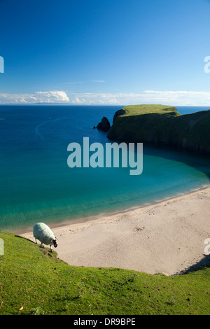 Schafe weiden oberhalb der Sandbucht von Traban, Malin Beg, County Donegal, Irland. Stockfoto