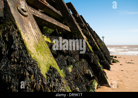 Nahaufnahme von einem hölzernen Wellenbrecher teils überdachte in Algen an einem Sandstrand. Stockfoto