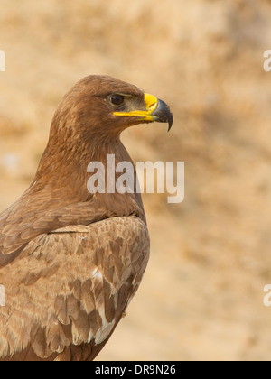 Steppenadler (Aquila Nipalensis) in der Nähe von Bikaner, Rajasthan, Indien. Stockfoto