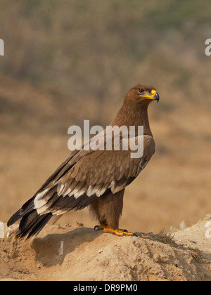 Steppenadler (Aquila Nipalensis) in der Nähe von Bikaner, Rajasthan, Indien. Stockfoto