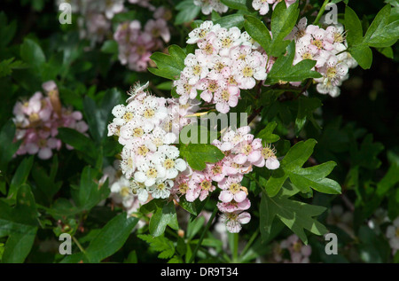 Gemeinsame Hawthorn(May) blühen in einem englischen Hecke im Frühsommer Stockfoto