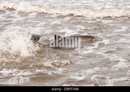 Ein Schweinswal gestrandet an einem Strand bei niedrigen Newton am Meer auf der Northumberland Küste, UK. Stockfoto