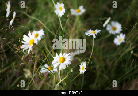 Leucanthemum Vulgare, allgemein bekannt als Oxeye daisy Stockfoto