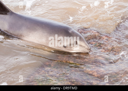 Ein Schweinswal gestrandet an einem Strand bei niedrigen Newton am Meer auf der Northumberland Küste, UK. Stockfoto