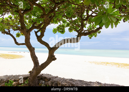 Baum am Kondoi Strand Taketomi-Insel in der Präfektur Okinawa, Japan. Geringe Schärfentiefe mit selektiven Fokus auf Baumstamm. Stockfoto