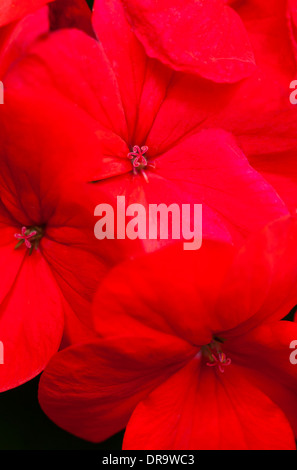 Leuchtend rote geranie Blume Nahaufnahme Stockfoto