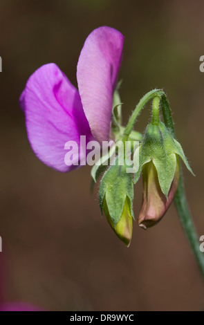 Duftende Platterbse Blüte Nahaufnahme Stockfoto