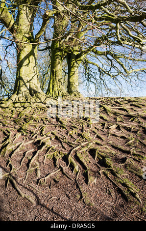 Wurzeln der Reife Buche Bäume auf einem Erdwall durch natürliche Erosion ausgesetzt Stockfoto