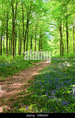 Ein Wanderweg führt durch den Wald mit Frühlingssonne, Glockenblumen und frische Frühlingsluft Blätter Stockfoto