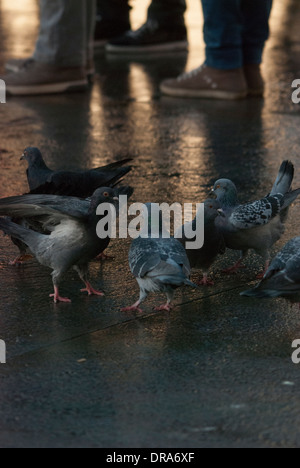 Tauben gefüttert auf einer reflektierenden Oberfläche nach einem kurzen Zwischenspiel des Regens in Trafalgar Square. Stockfoto