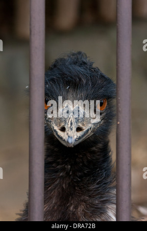 Ein Porträt eines emu im Tama Zoo, Hino, Tokio, Japan Stockfoto