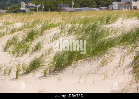 MANZANITA, OREGON, USA - Sanddünen und Rasen auf der Küste von Oregon. Stockfoto