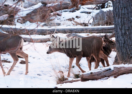 Maultier-Rotwild im Zion National Park im Winter. Stockfoto