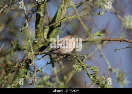 Buchfinken (Fringilla Coelebs). Weiblich, thront auf einem Baum Stockfoto