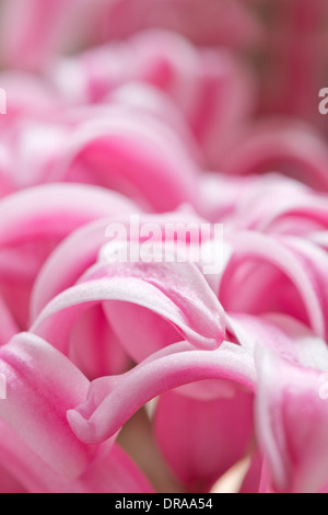 Schließen Sie Details der Blütenblätter zu einer Candy rosa Hyazinthe eine Frühlingsblume Stockfoto