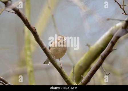 Buchfinken (Fringilla Coelebs). Weibchen thront im Baum. Stockfoto