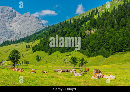 Bild von einer Herde von Kühen in Alpen im Sommer Stockfoto