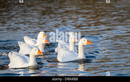 Mehrere weiße Emden Gänse auf See Stockfoto