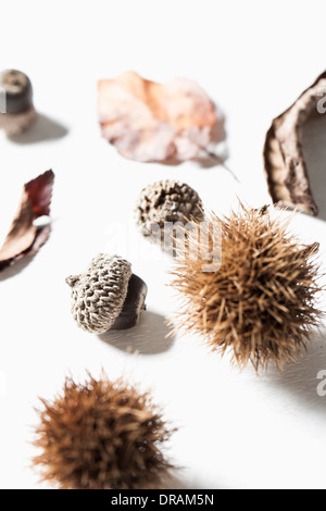Herbstlaub und Eiche Nüssen und Kastanien auf weißem Hintergrund Stockfoto