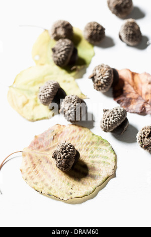 Herbstlaub und Eiche Muttern auf weißem Hintergrund Stockfoto