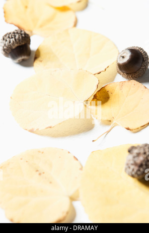 Herbstlaub und Eiche Muttern auf weißem Hintergrund Stockfoto