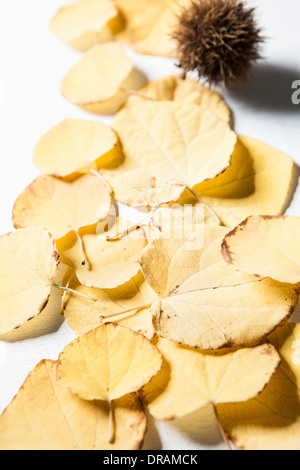 Herbstlaub und Kastanien auf weißem Hintergrund Stockfoto