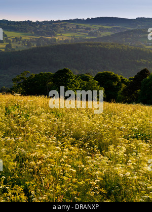 Wiesen und bewaldeten Hügeln in der Nähe von Crich in Amber Valley Derbyshire Peak District England UK im Sommer Abendlicht fotografiert Stockfoto