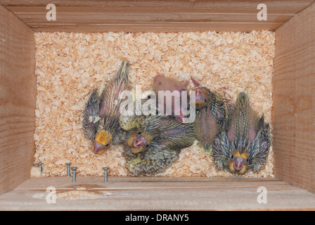BabyVögel im Nistkasten. Englische Wellensittiche Stockfotografie Alamy