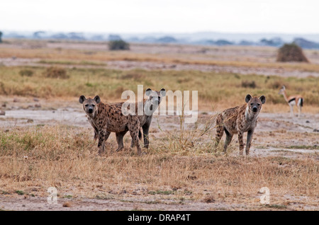 Drei entdeckt Hyänen-Amboseli-Nationalpark Kenia Stockfoto