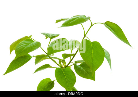 Grüne Pflanze isoliert auf weißem Hintergrund Stockfoto