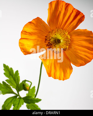 Isländischer Mohn auf weißem Hintergrund Stockfoto