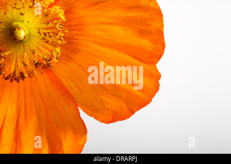 Isländischer Mohn auf weißem Hintergrund Stockfoto