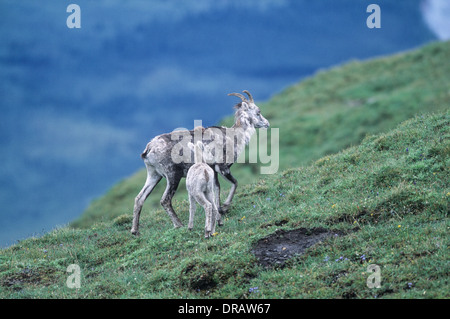 Dall Schaf (Stein) Schafe (Ovis dalli), Mutter und Kind gemeinsam, Muskwa-Kechika, British Columbia, Kanada Stockfoto