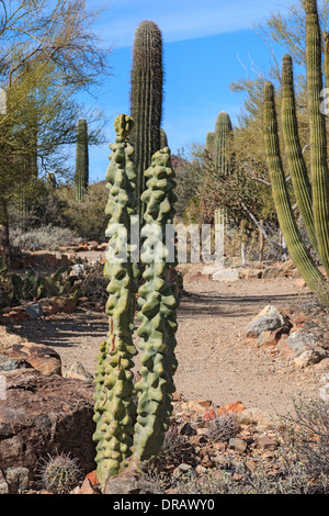 Totempfahl Kaktus (Lophocereus Schottii F. Monstrosus) sitzt vor einem Saguaro-Kaktus in Arizona in der Nähe von Tucson. Stockfoto