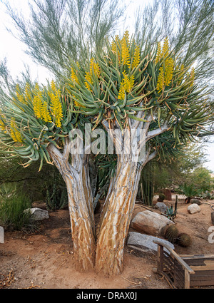 Aloe Dichotoma, auch bekannt als Köcherbaum oder Kokerboom, ist eine Art von Aloe indigenen in das südliche Afrika Stockfoto