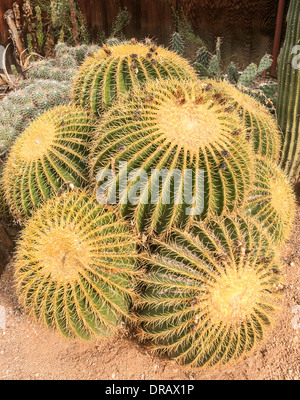 Echinocactus Grusonii, im Volksmund bekannt als Golden Barrel Cactus, goldene Kugel oder komisch, Mutter-in-Law Kissen Stockfoto