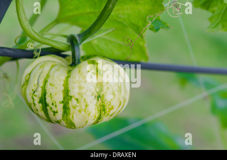 grüne Kürbis an den Baum hängen Stockfoto